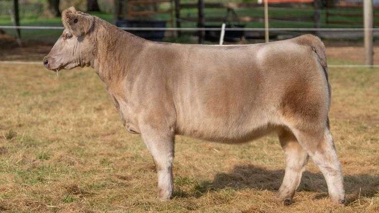 HILBERT TAG 17 HEIFER