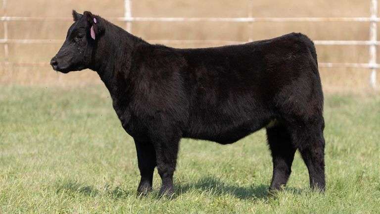FORMAN BOOT CREEK TAG 46  HEIFER