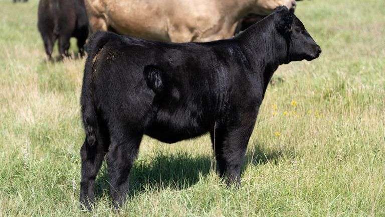 LARSON TAG 5362 HEIFER