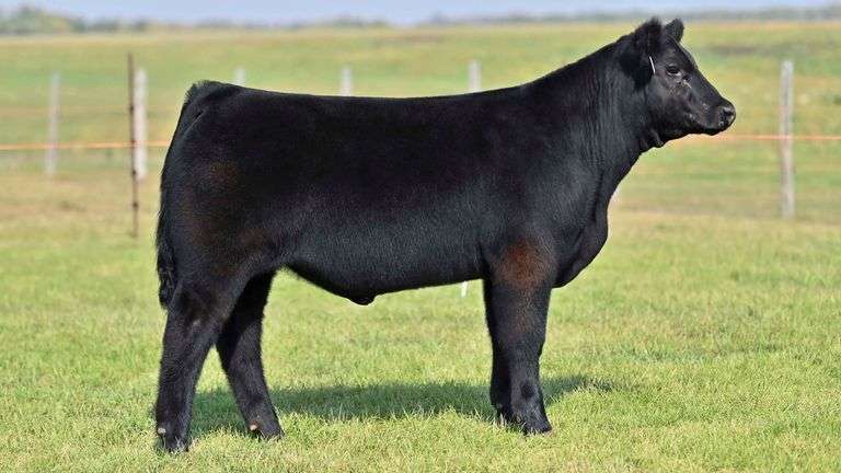 KAY-R TAG 48 STEER