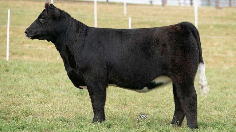 MITTAG TAG 15 HEIFER