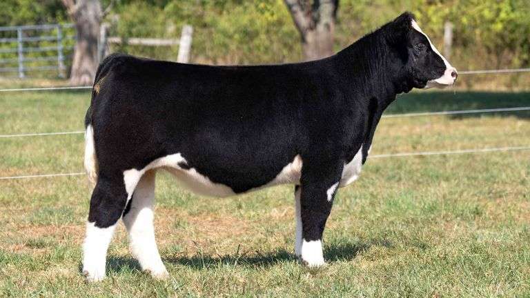 FOUT TAG 4 CHI HEIFER