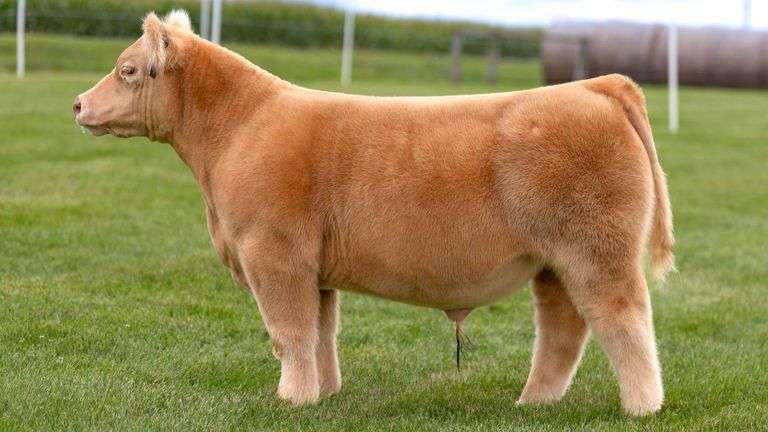 LORENTZ TAG 8 STEER