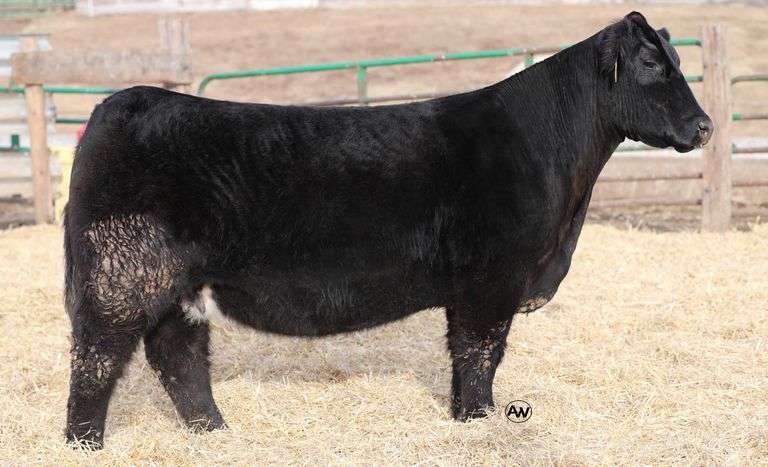 WEDIG TAG 103 X HIA EMBRYOS