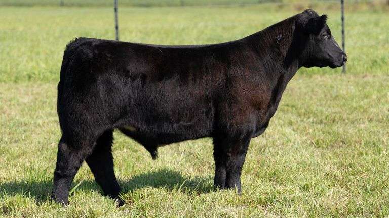 STREIT TAG 07 STEER