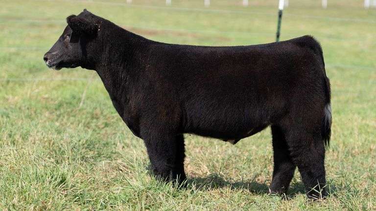 SMITH TAG 61 STEER