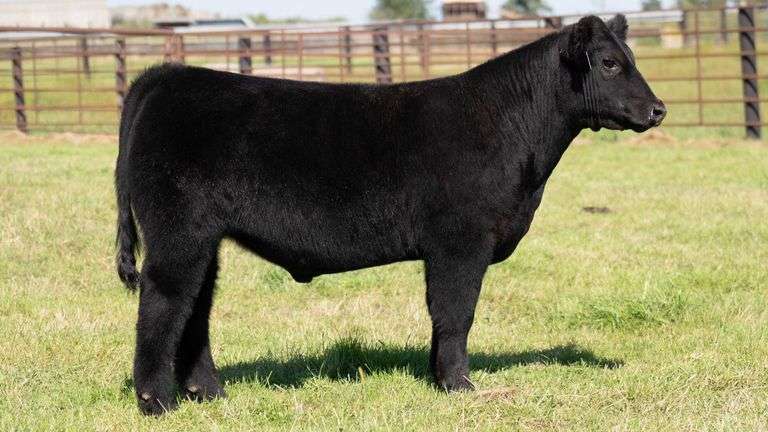 FRYE TAG 1 STEER