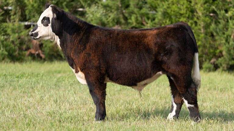 FORMAN BOOT CREEK TAG 19  STEER