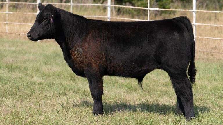 FORMAN BOOT CREEK TAG 21  STEER