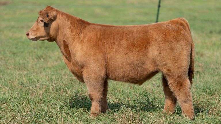 SMITH TAG 42 STEER
