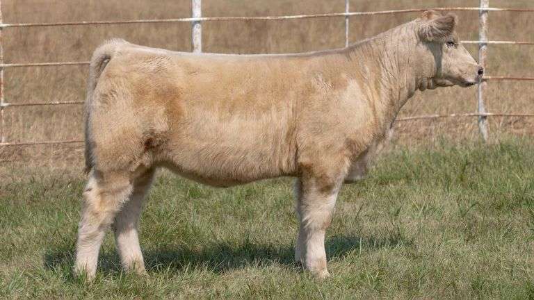 FORMAN BOOT CREEK TAG 43  HEIFER