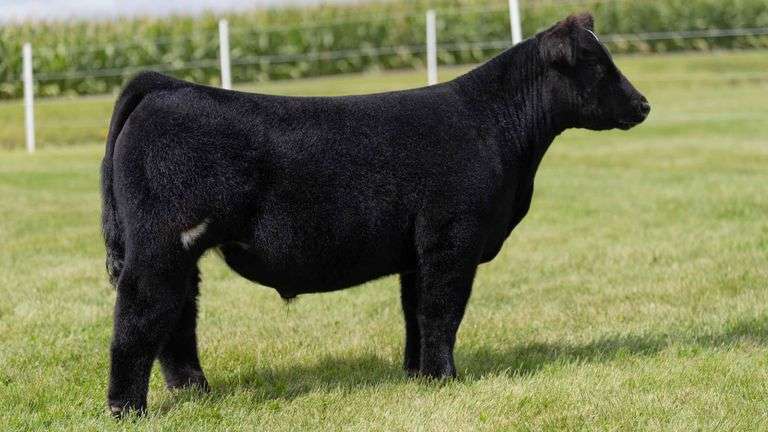 LORENTZ TAG 4 STEER