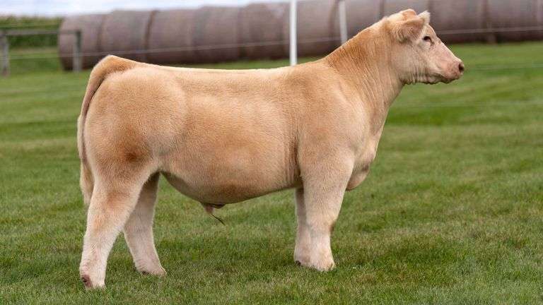 LORENTZ TAG 12 STEER