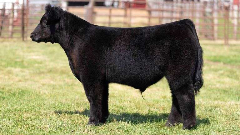 WEDIG TAG 2 STEER