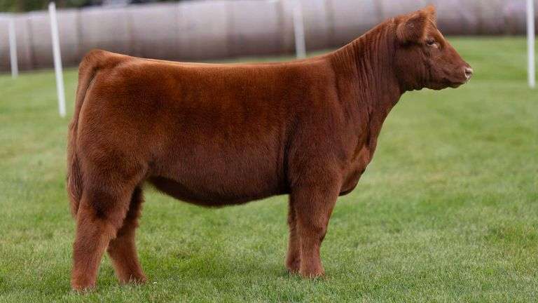 LORENTZ TAG 26 HEIFER