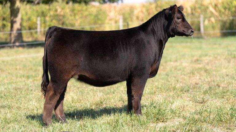 FOUT TAG 5 PB LIMOUSIN HEIFER