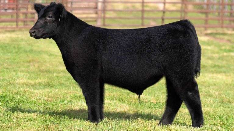 WEDIG TAG 21 STEER