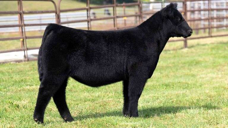 WEDIG TAG 28 HEIFER