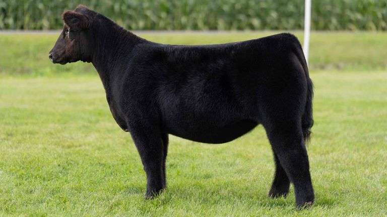 LORENTZ TAG 28 HEIFER