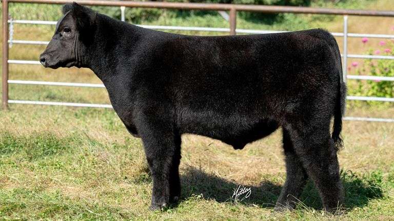 BEESON TAG 16 STEER