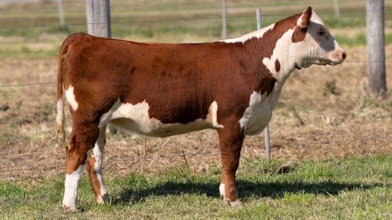 WEBER TAG 245 HEIFER