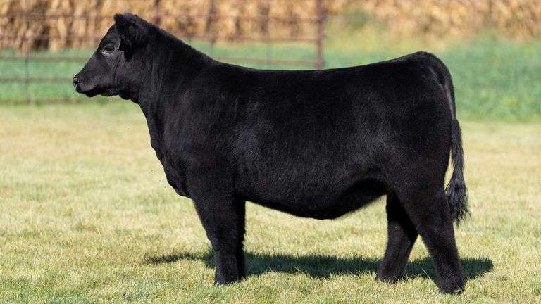 FOUCH TAG 108 HEIFER