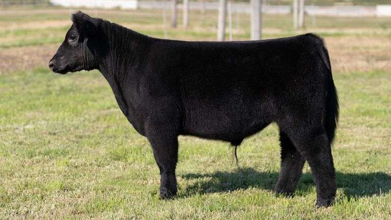 WEBER TAG 200 STEER