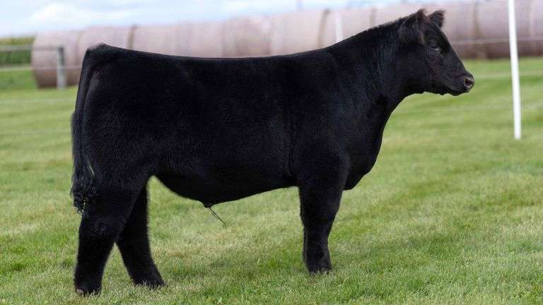 LORENTZ TAG 17 STEER