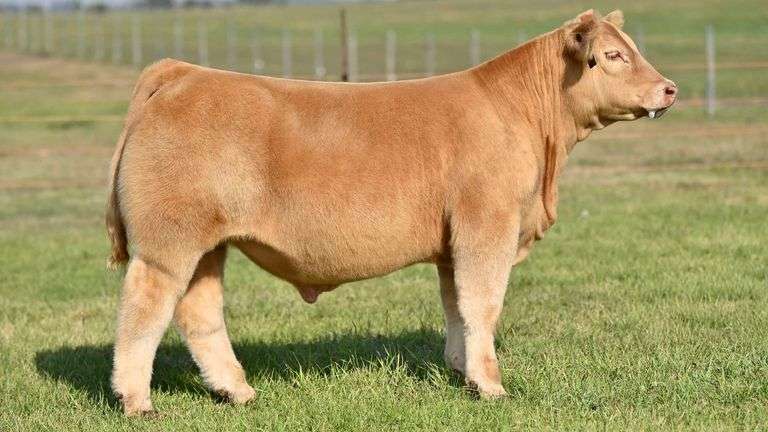 KAY-R TAG 1802 STEER