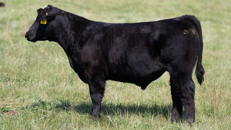 LARSON TAG 4247 STEER