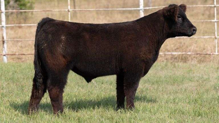 FORMAN BOOT CREEK TAG 10  STEER