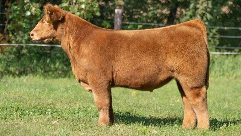 SMITH FARMS TAG 226 STEER