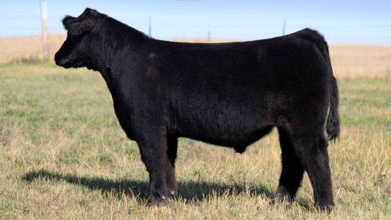 HOCKADAY TAG 8085 STEER