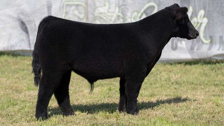 WEBER TAG 215 STEER