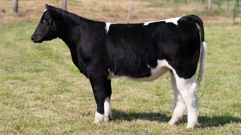 WEBER TAG 248 HEIFER