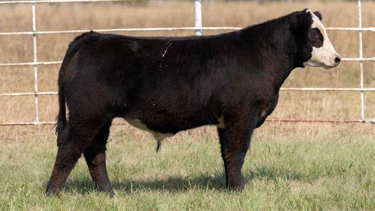 FORMAN BOOT CREEK TAG 23  STEER