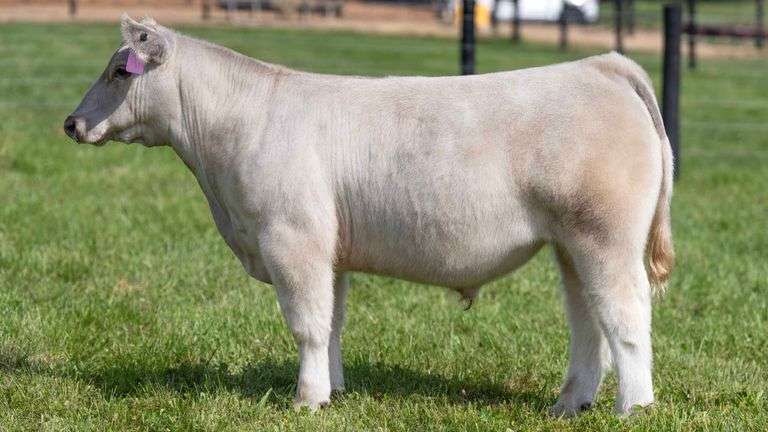 GEFFERT TAG 29 STEER