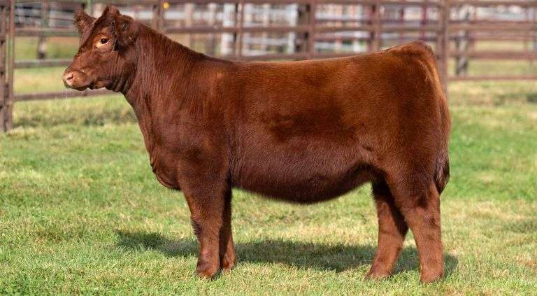 WEDIG TAG 29 HEIFER