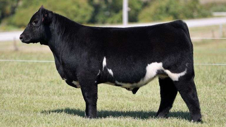 HEWLETT TAG 501 STEER
