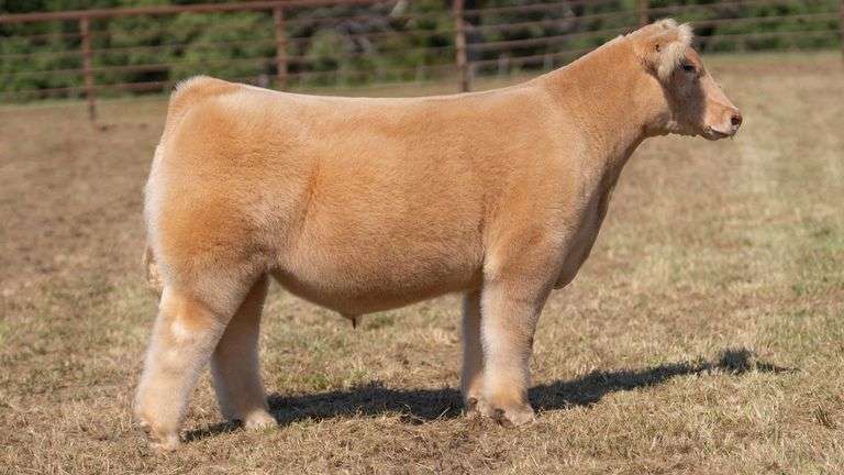 CRALL TAG 105 STEER