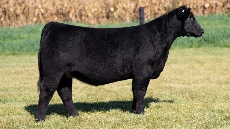 FOUCH TAG 102 HEIFER