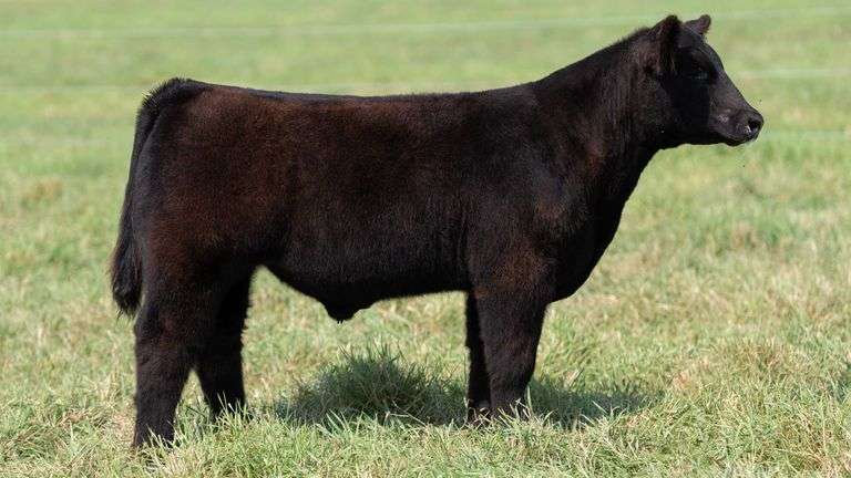 SMITH TAG 36 STEER