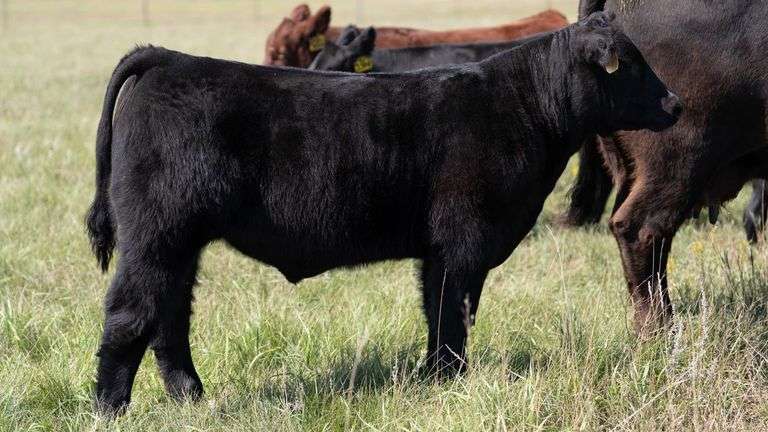 LARSON TAG 6454 STEER