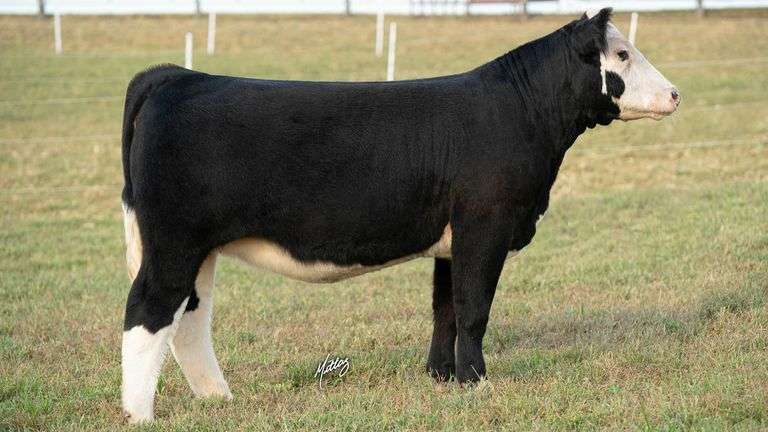 MITTAG TAG 12 HEIFER