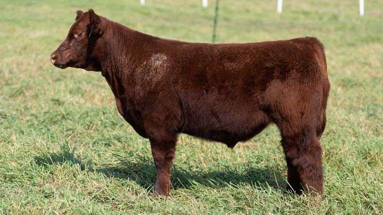 SMITH TAG 68 STEER