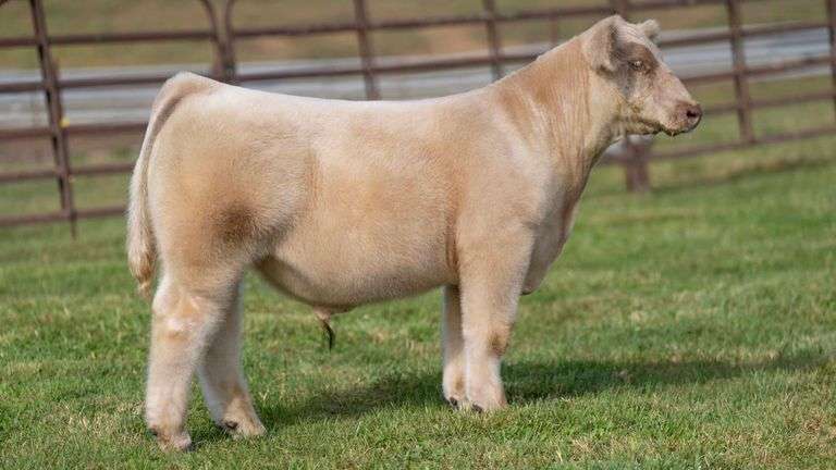 WEDIG TAG 4 STEER