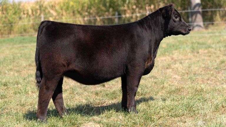 FOUT TAG 16 SIM-SOLUTION HEIFER