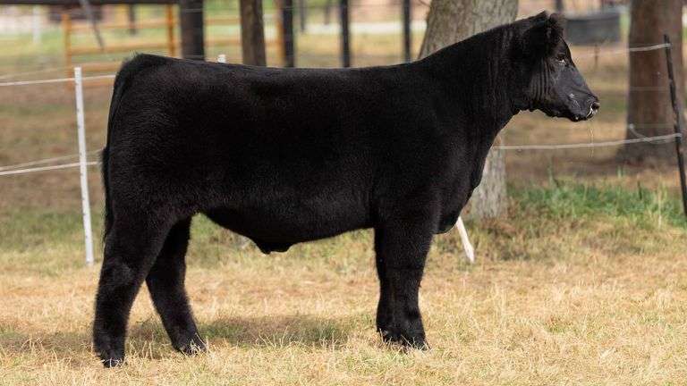 HILBERT TAG 8 STEER