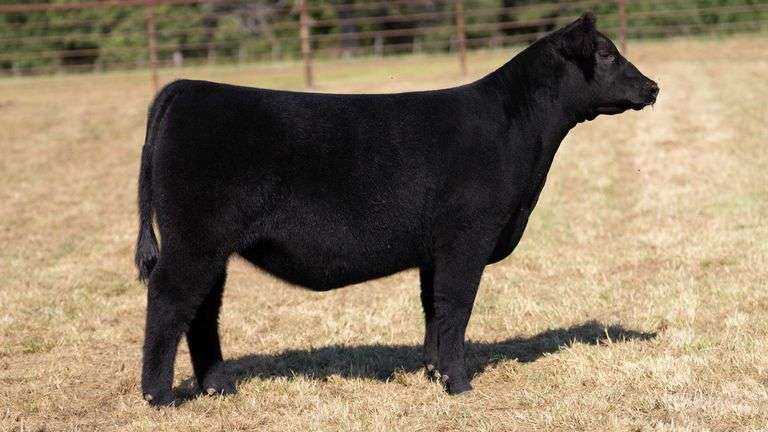 CRALL TAG 103 HEIFER