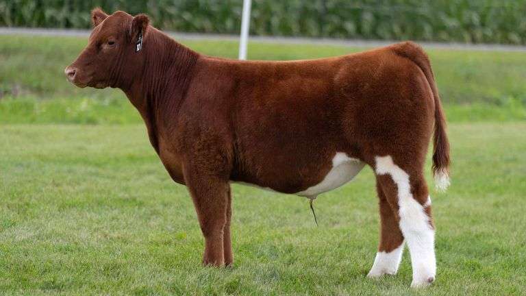 LORENTZ TAG 10 STEER